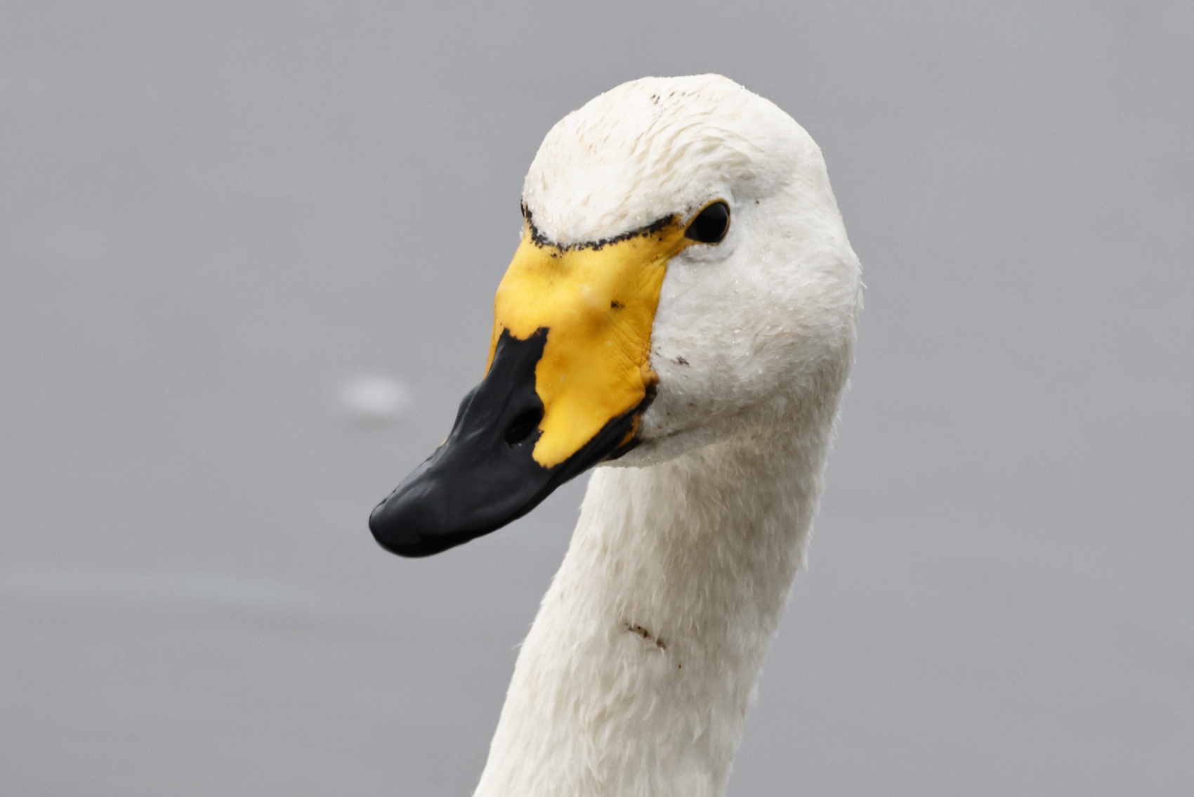 Whooper Swan