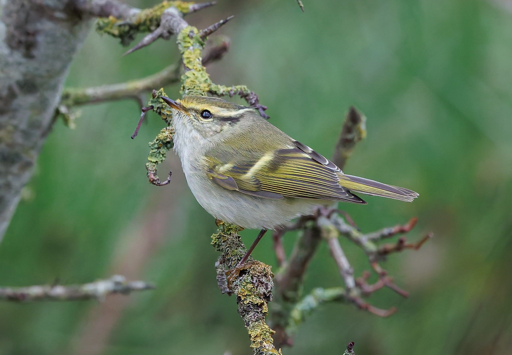 Pallas's Warbler