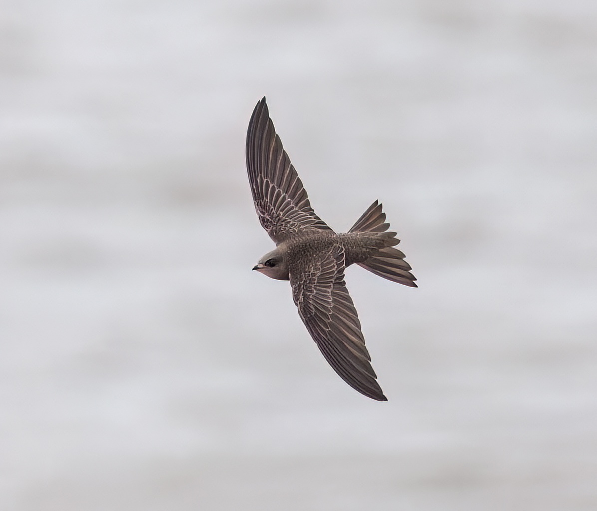 Pallid Swift