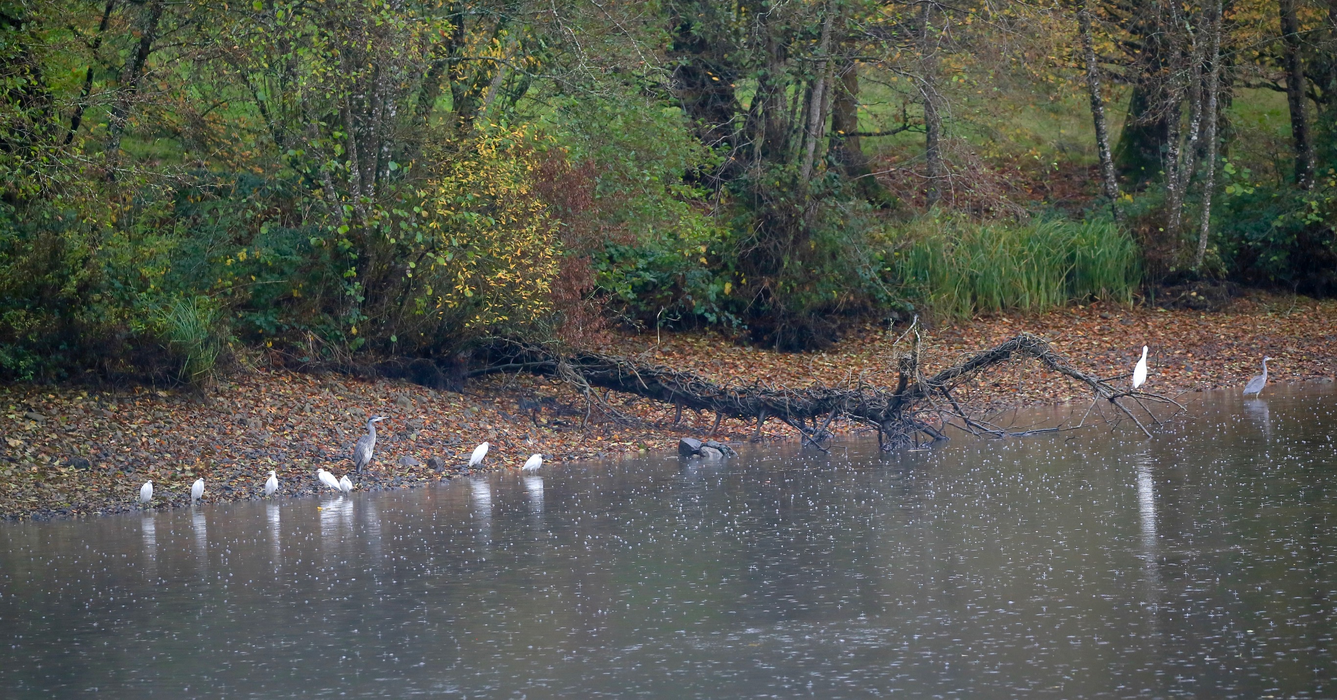 Little egrets