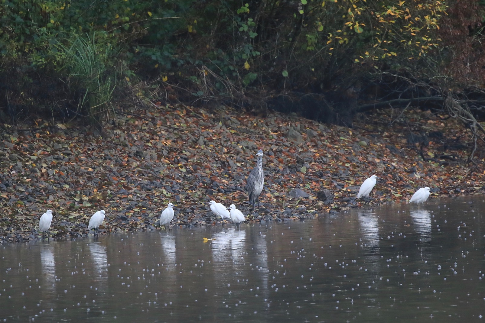 Little Egret