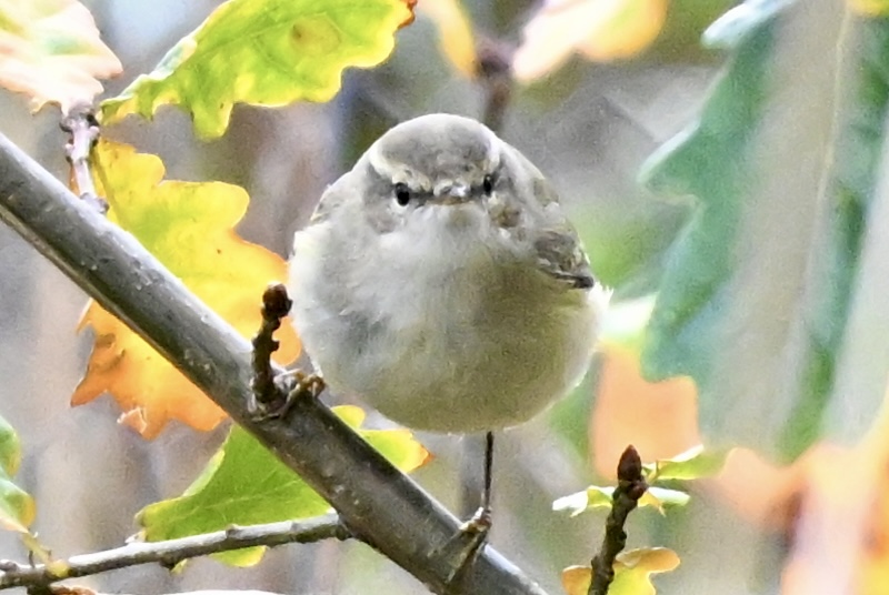 Hume's Warbler