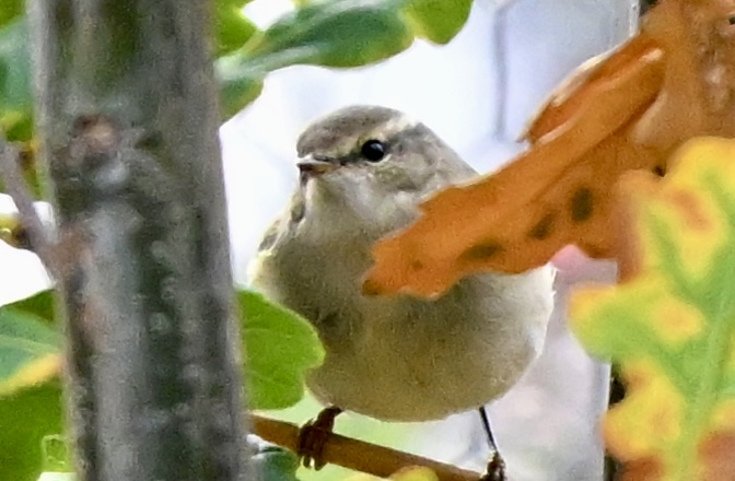 Hume's Warbler
