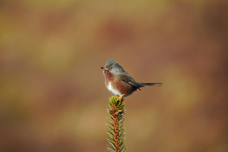 Dartford Warbler