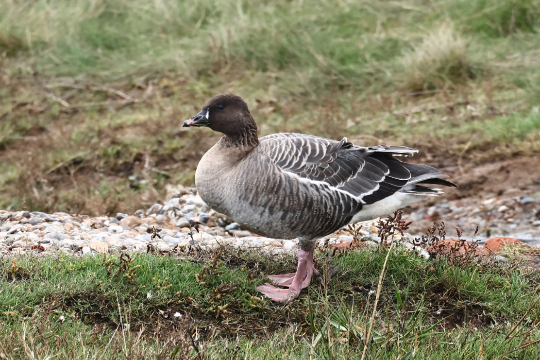 Pink-footed Goose