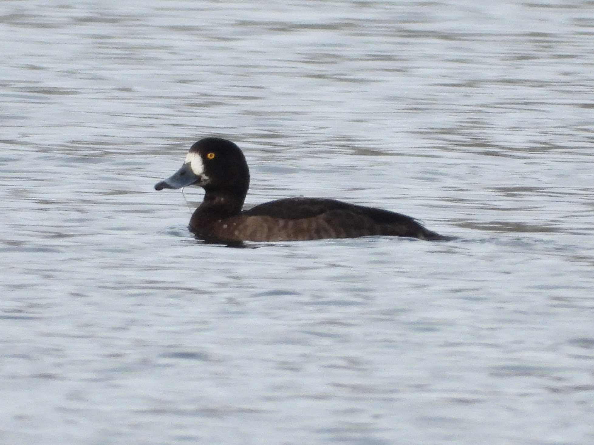 Scaup