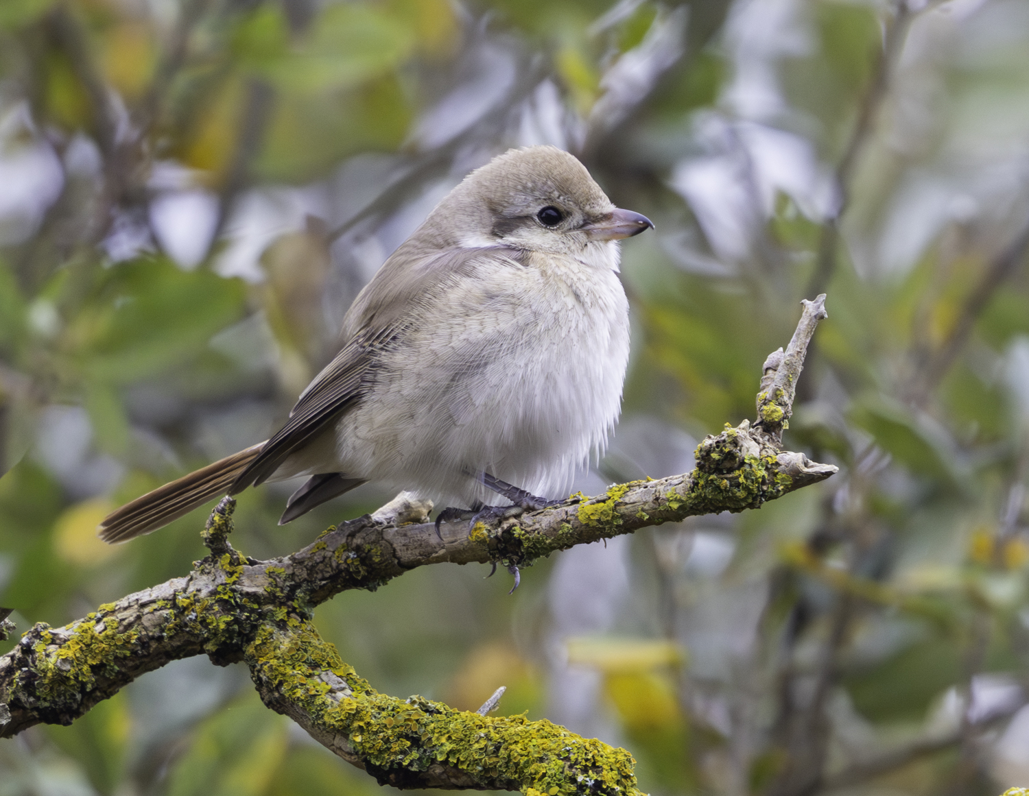 Isabelline Shrike sp