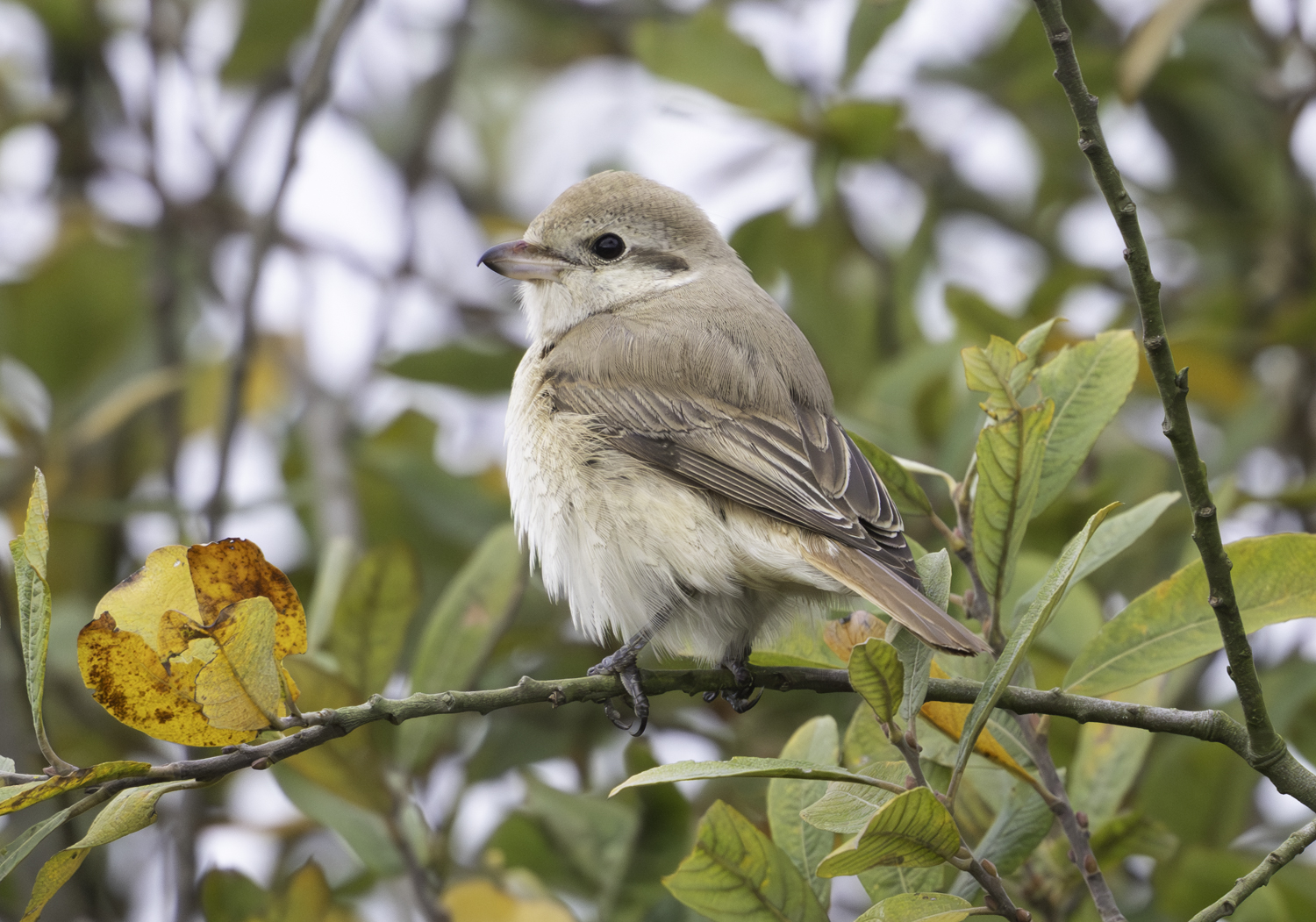Isabelline Shrike sp