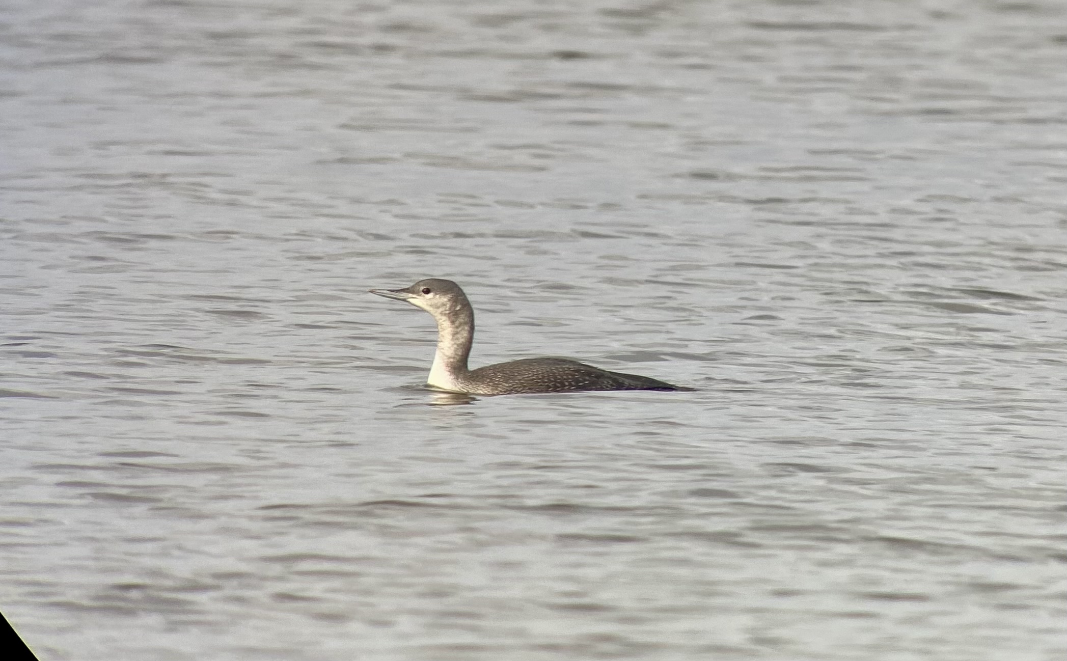 Red-throated Diver