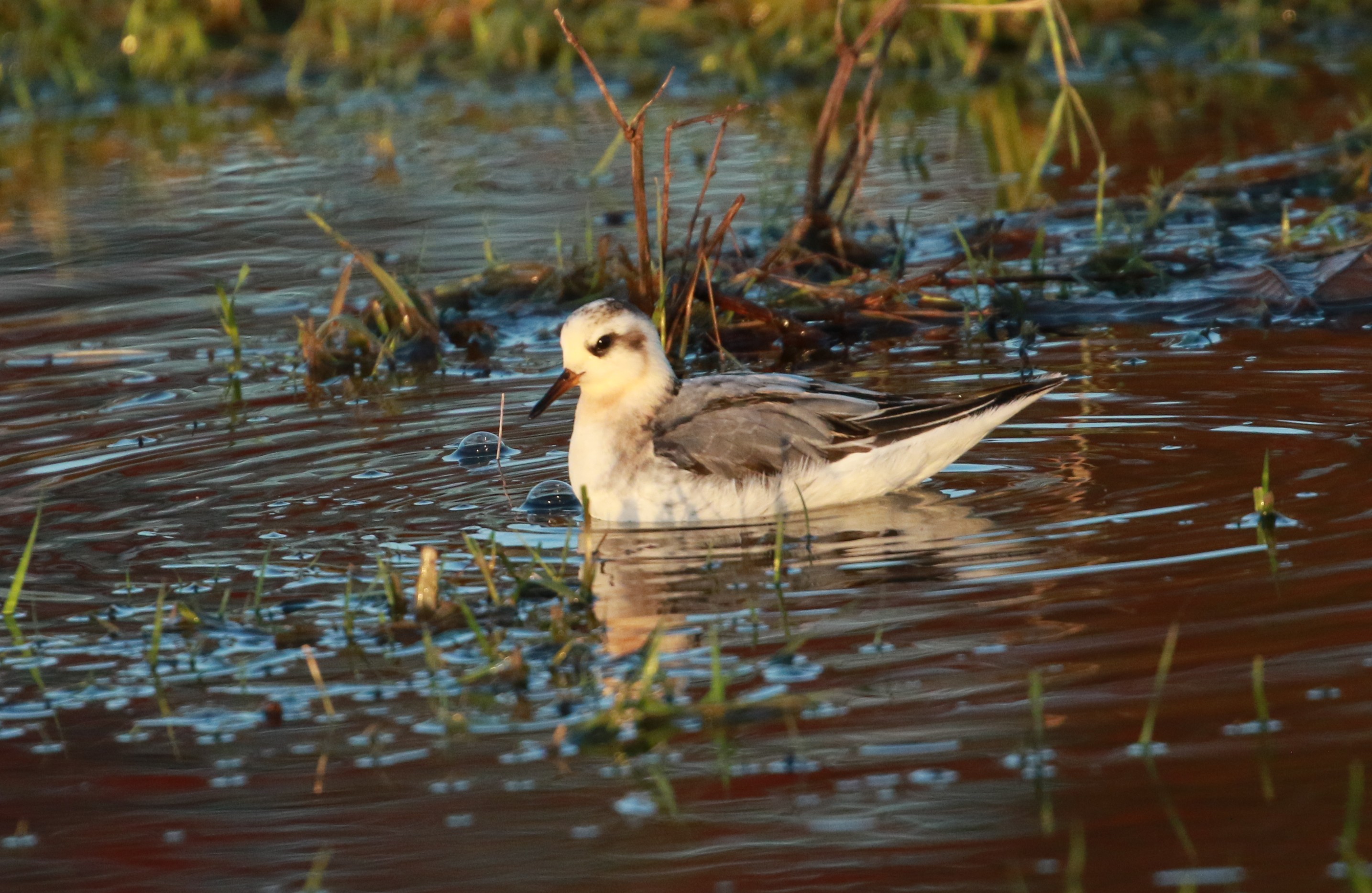 Grey Phalarope