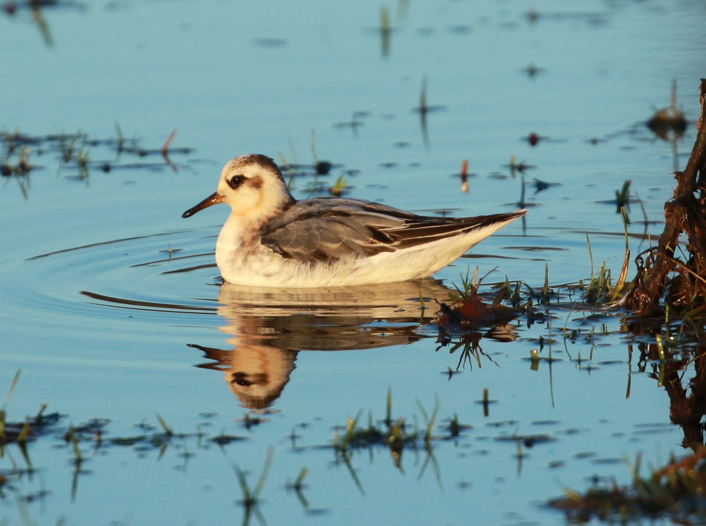 Grey Phalarope