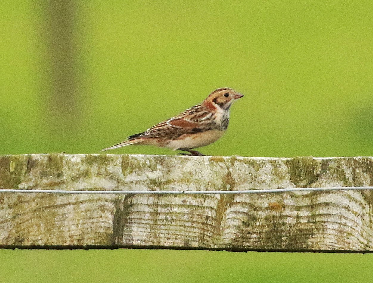 Lapland Bunting