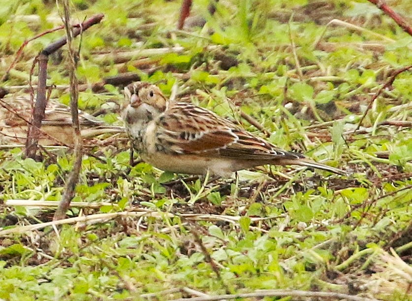 Lapland Bunting