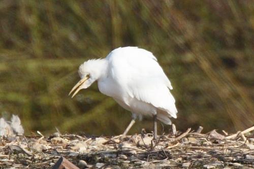 Cattle Egret