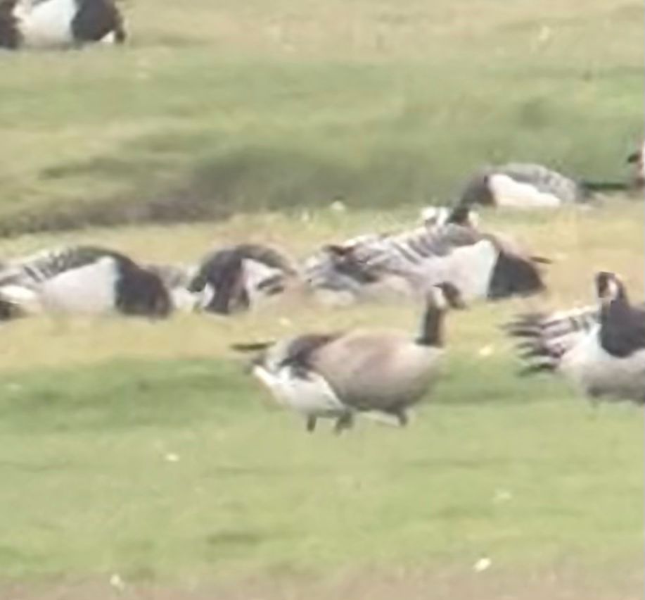 Richardson's Cackling Goose
