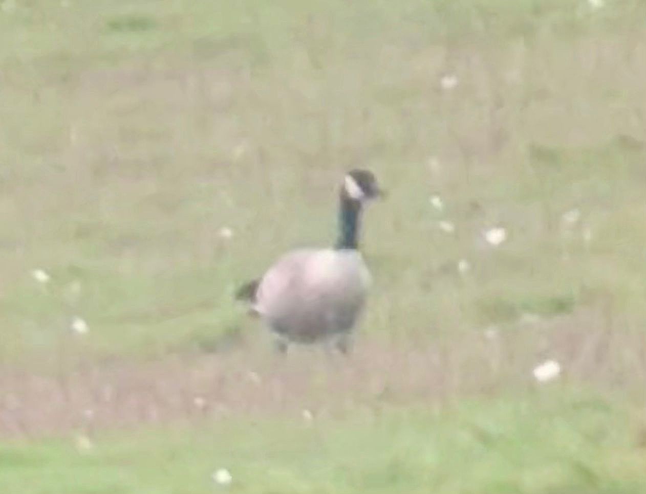 Richardson's Cackling Goose