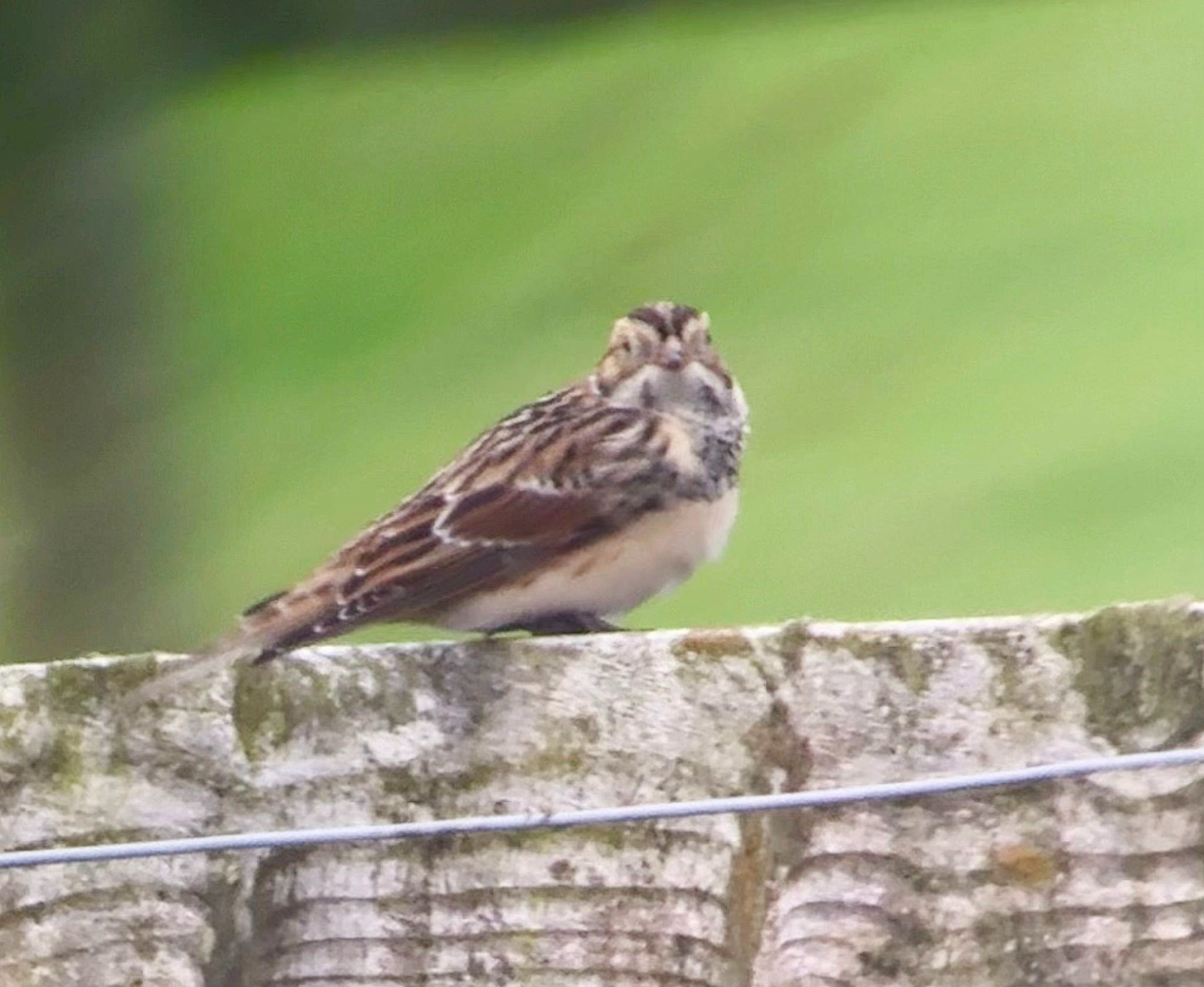 Lapland Bunting