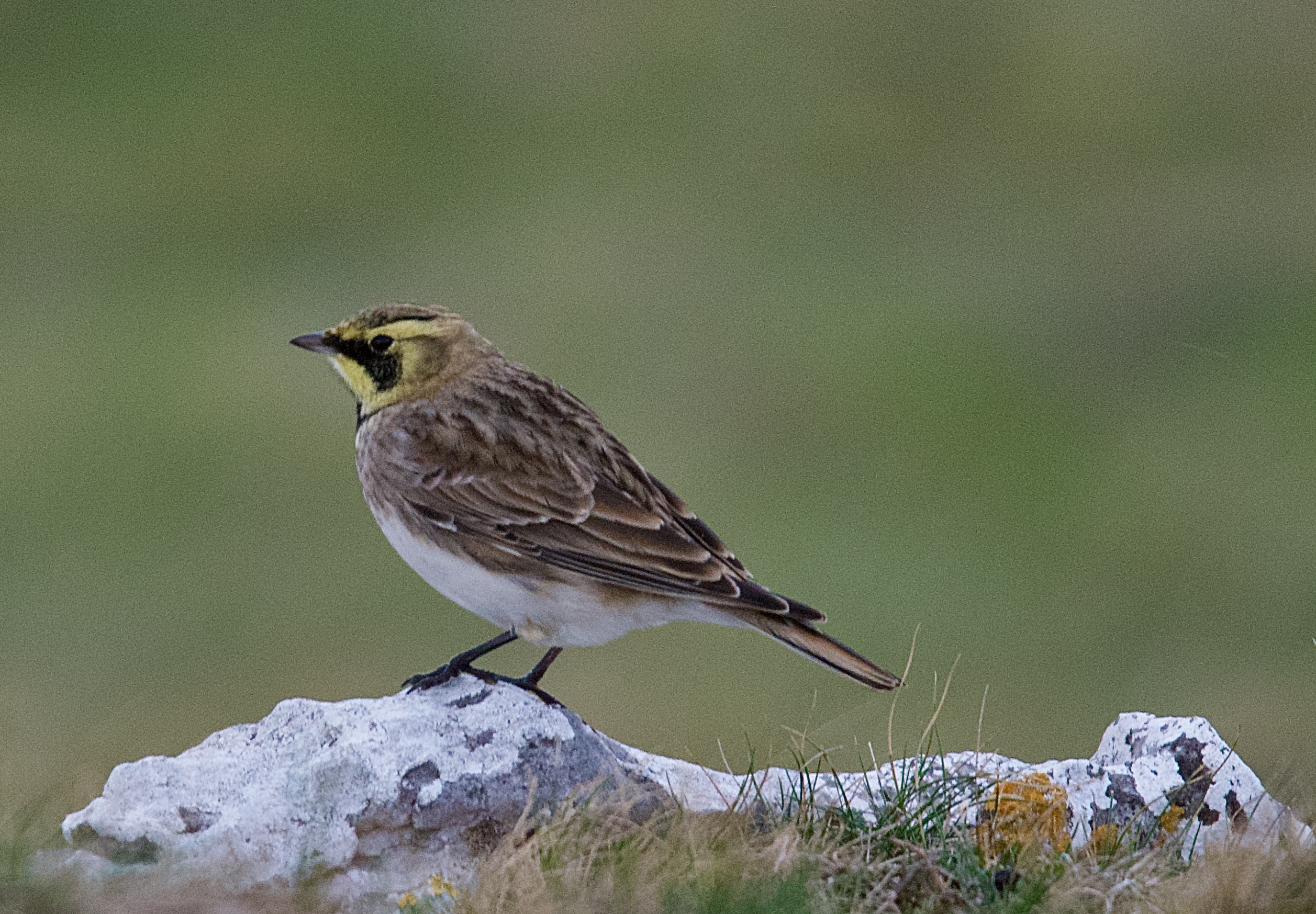Shorelark