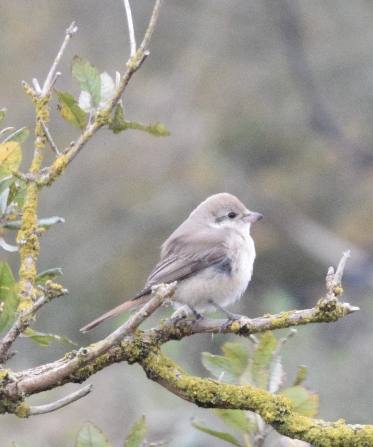 Isabelline Shrike sp