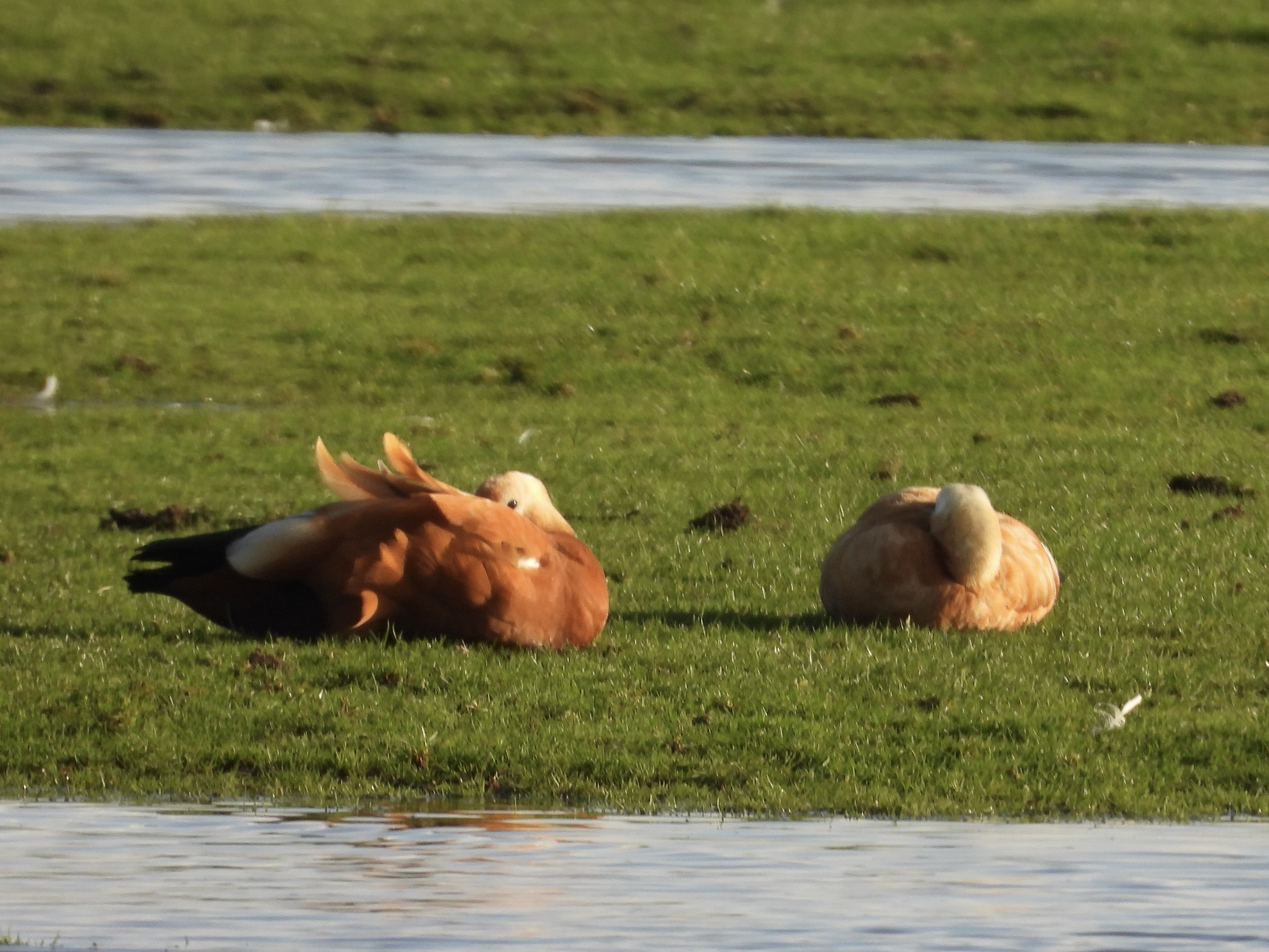 Ruddy Shelduck
