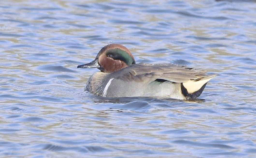 Green-winged Teal