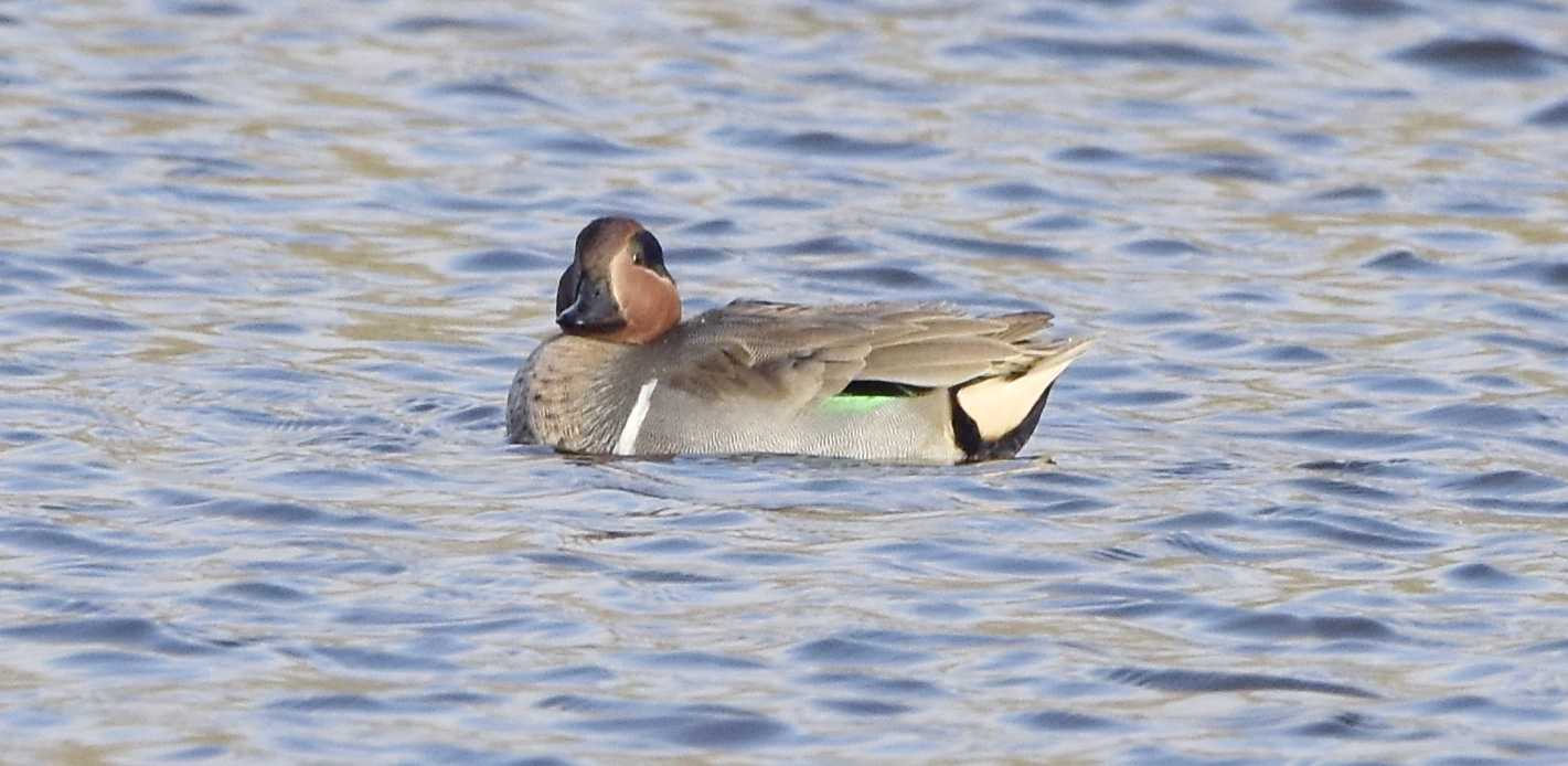 Green-winged Teal