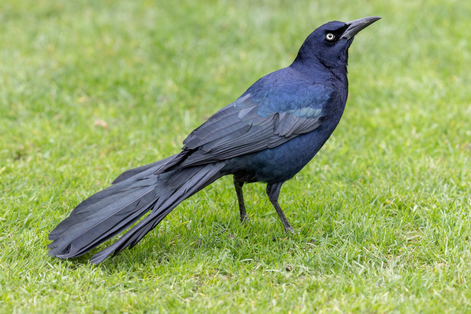 Boat-tailed Grackle
