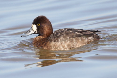 Lesser Scaup