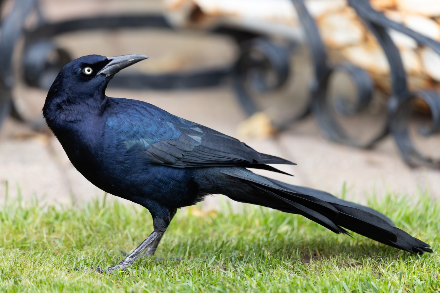 Boat-tailed Grackle