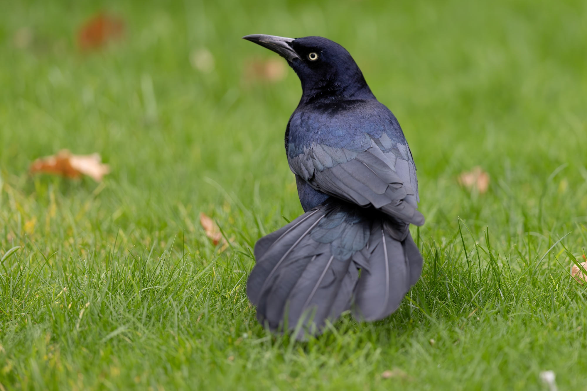 Boat-tailed Grackle