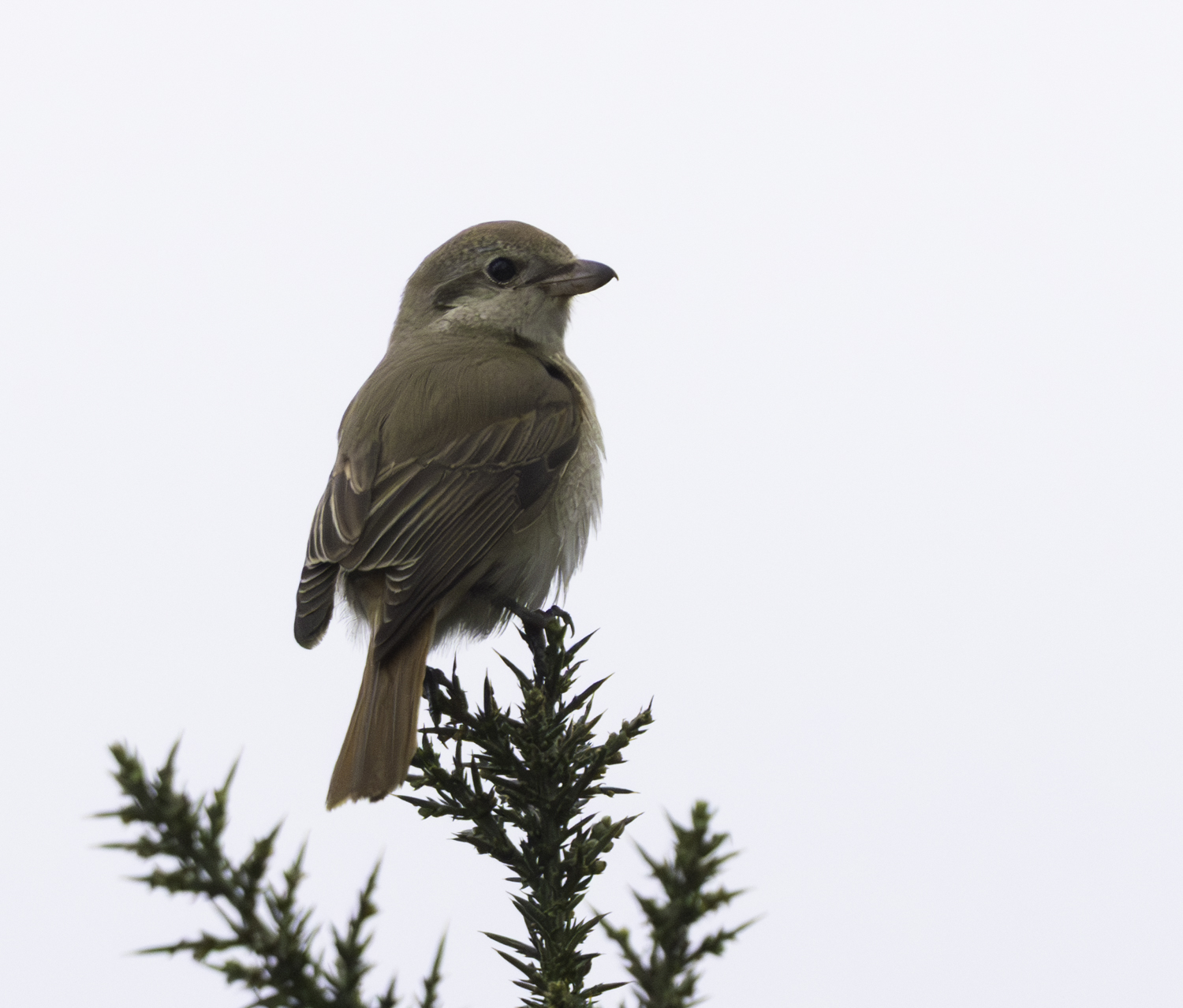 Isabelline Shrike sp