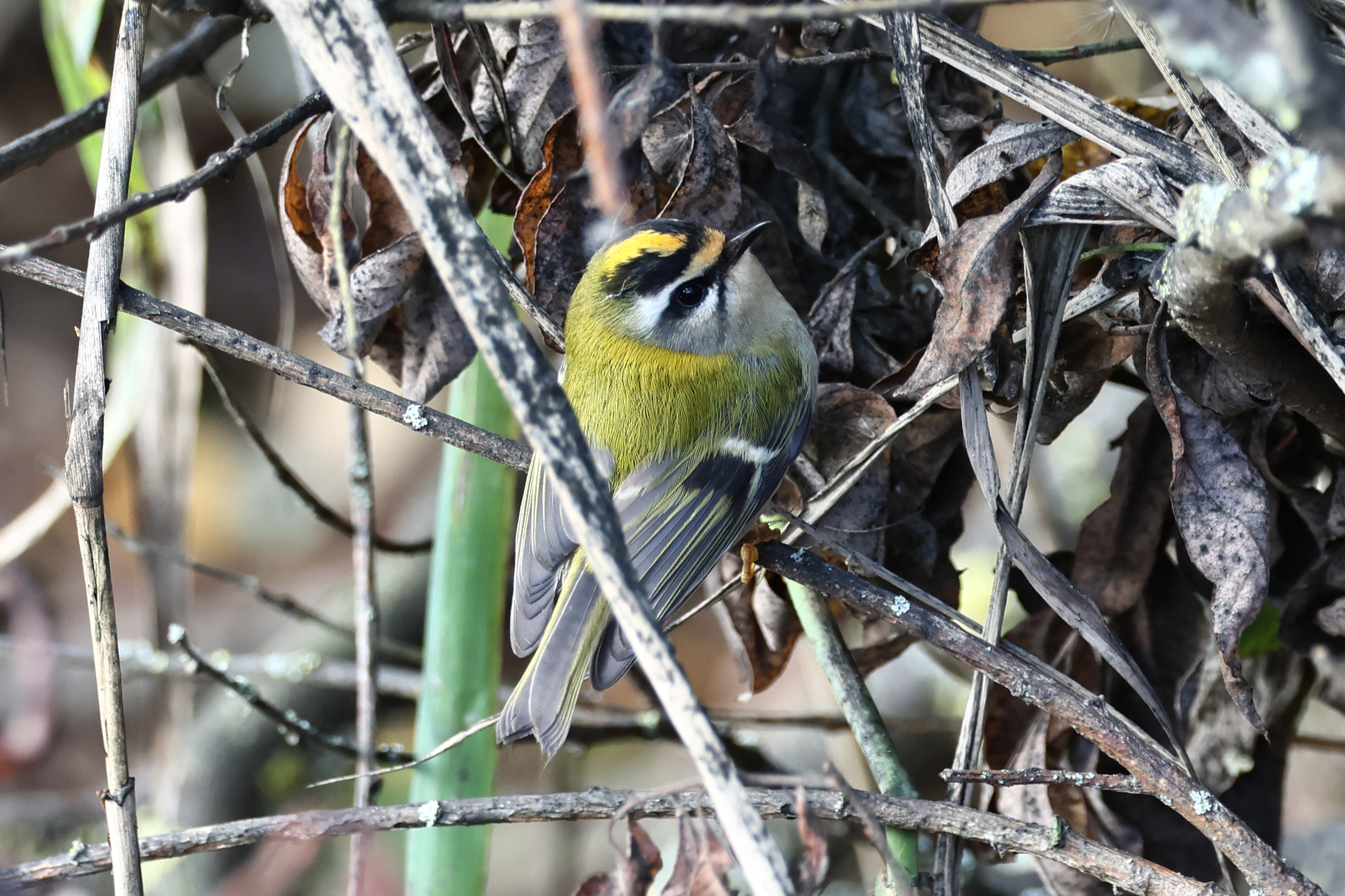 Firecrest