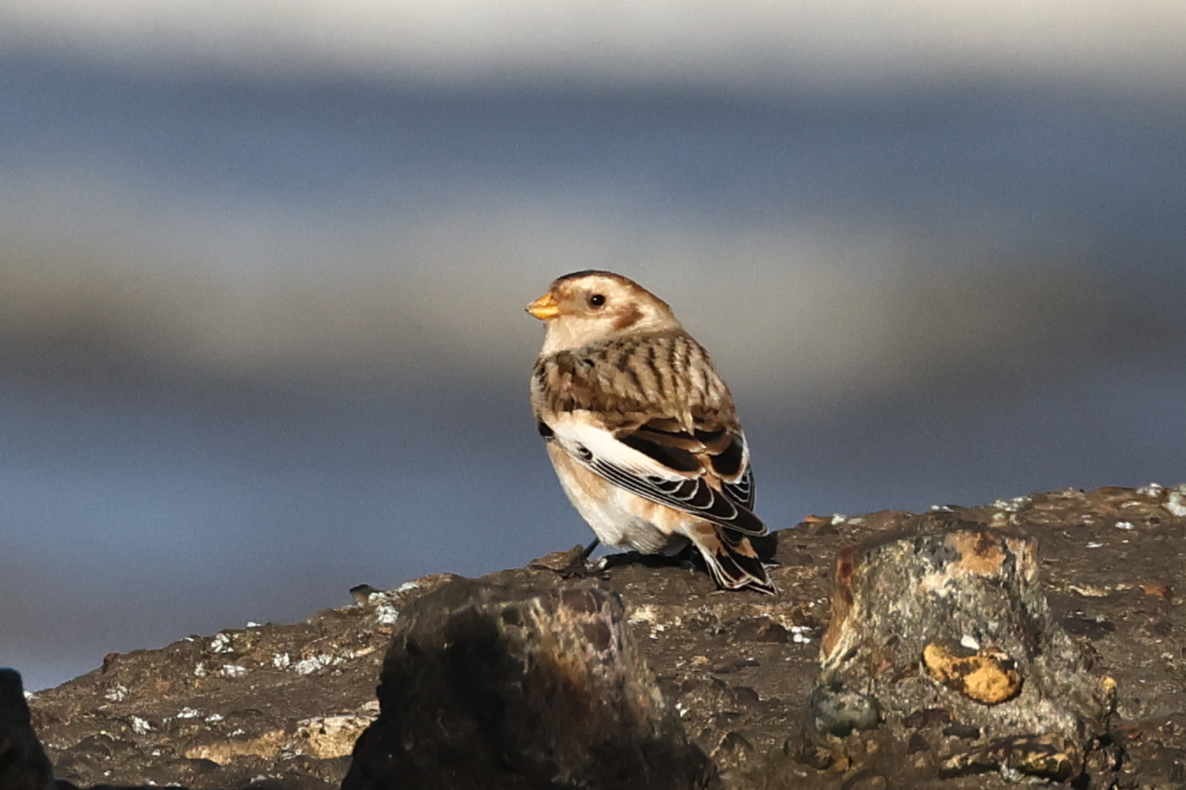 Snow Bunting