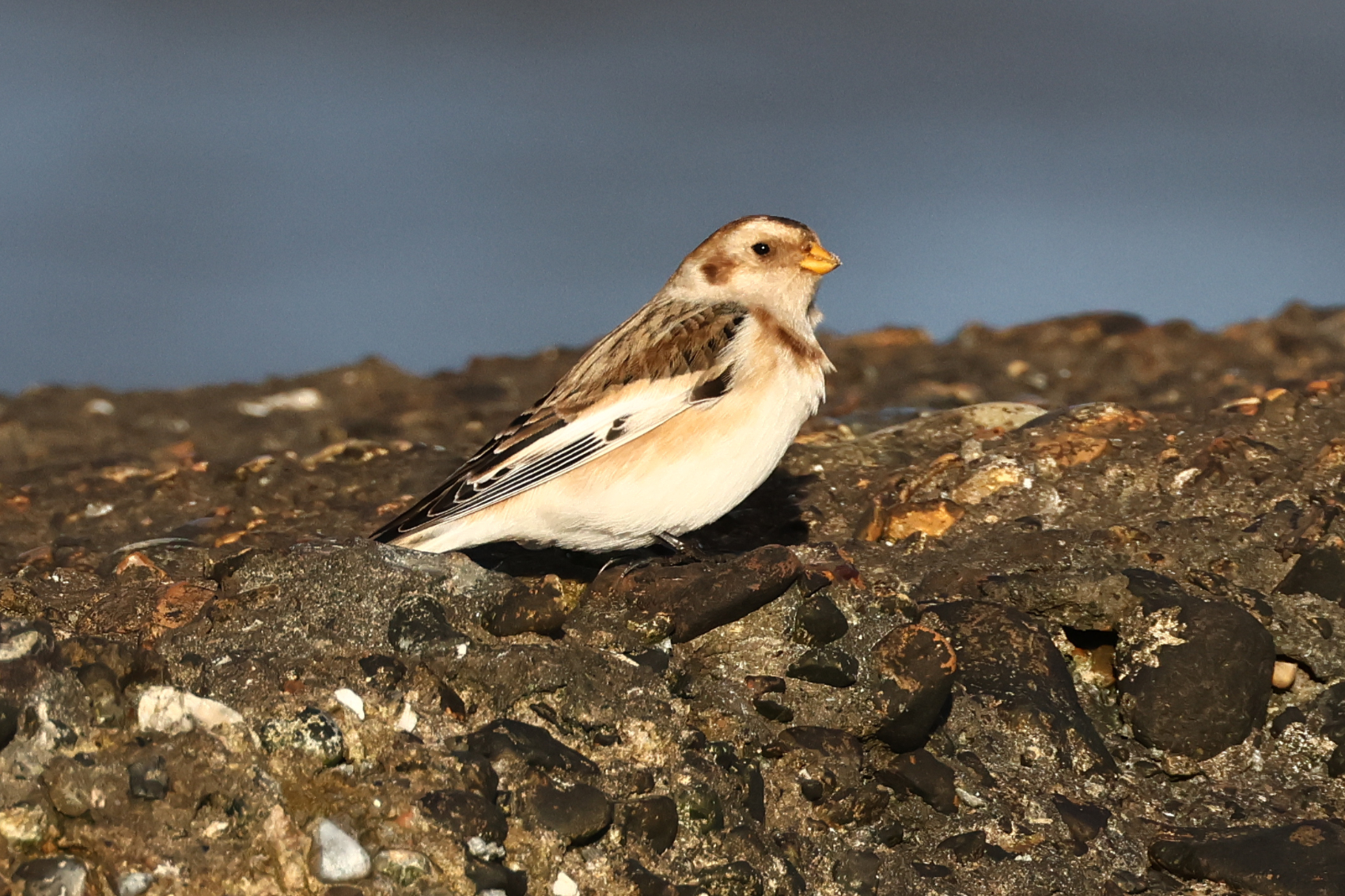 Snow Bunting