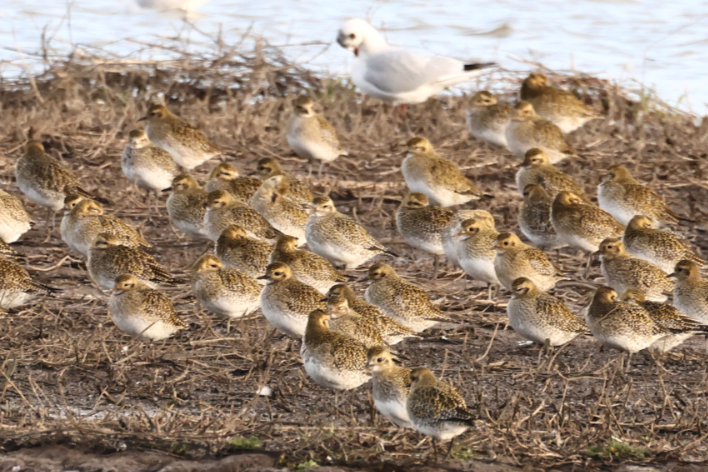 Golden Plover