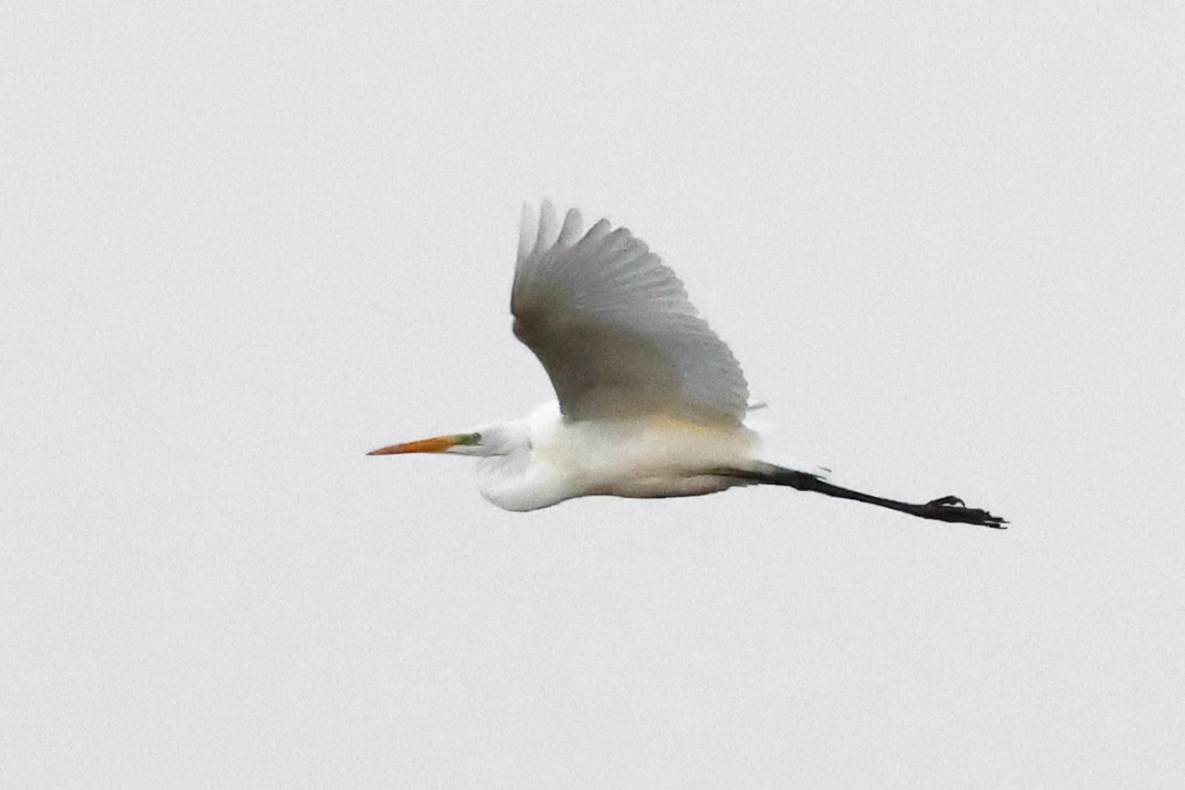 Great White Egret