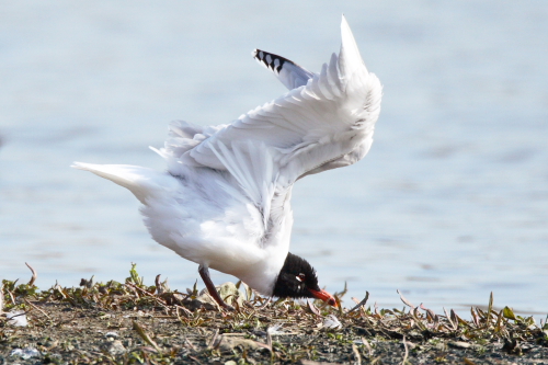 Mediterranean Gull