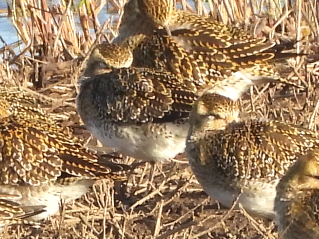 American Golden Plover