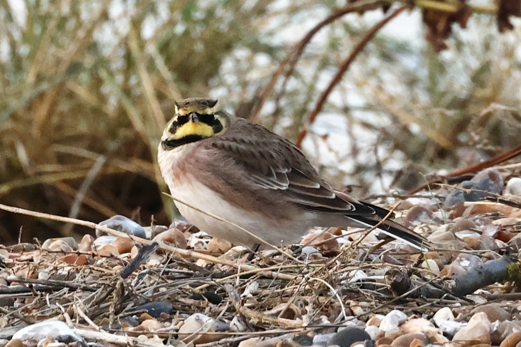 Shorelark