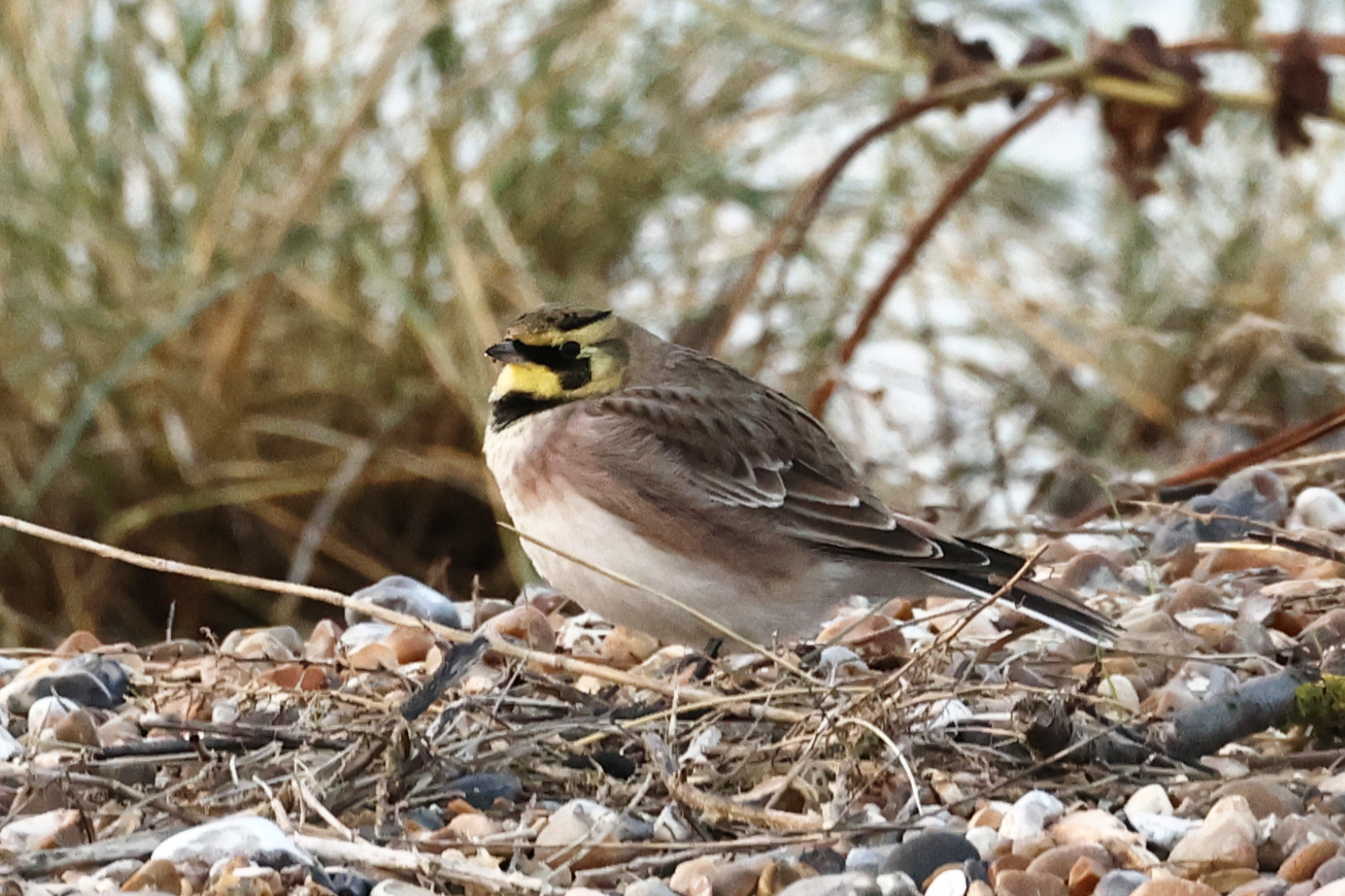 Shorelark