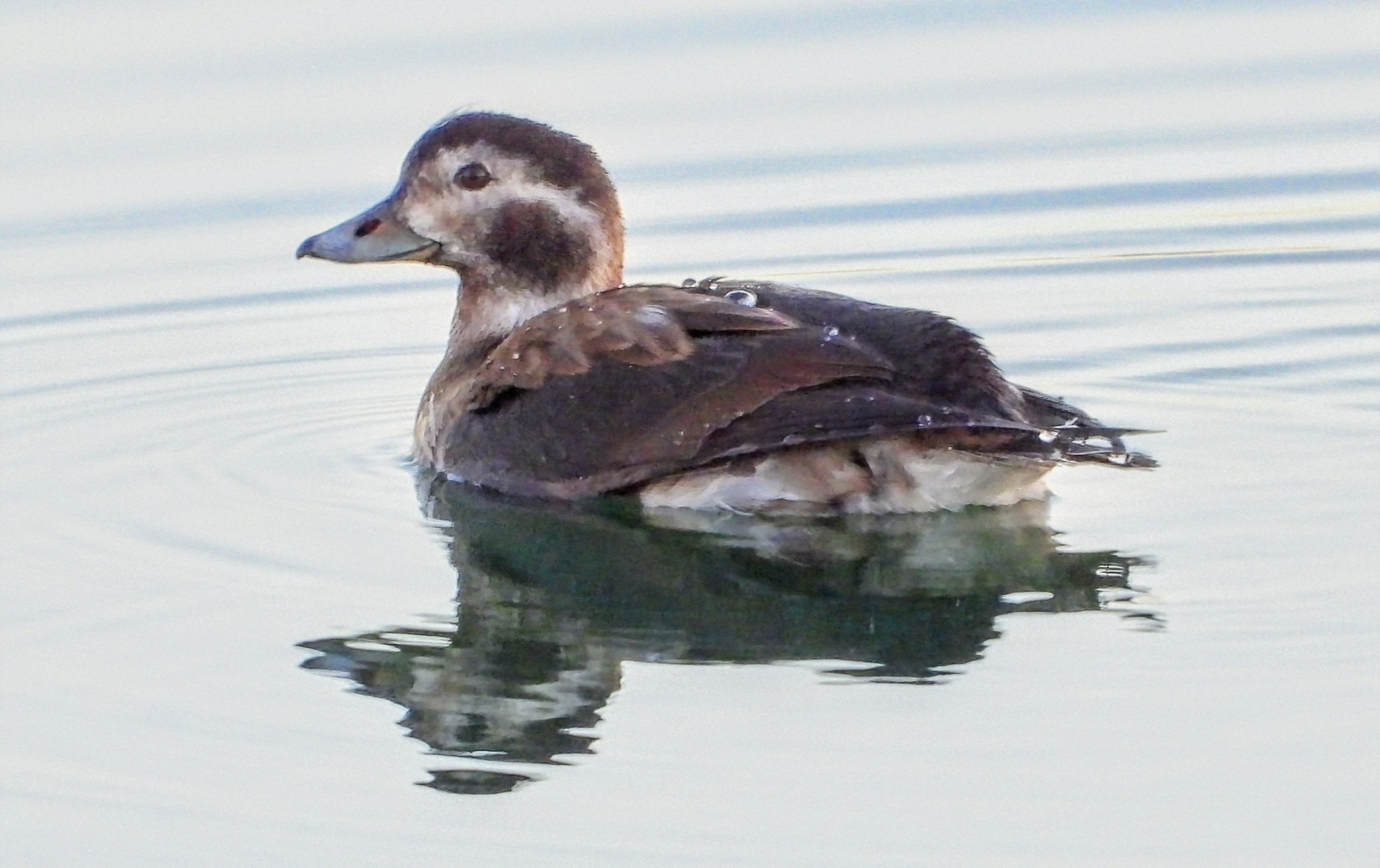 Long-tailed Duck