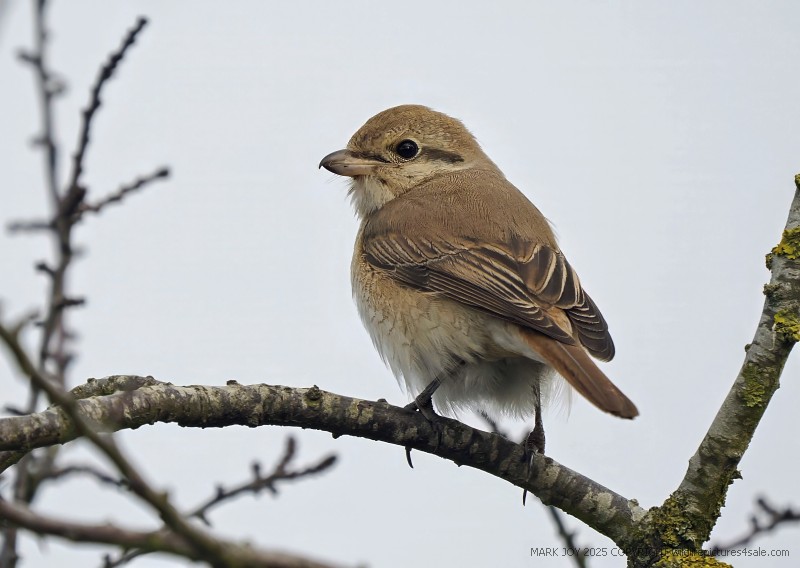 Isabelline Shrike sp