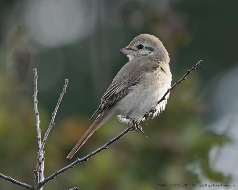 Isabelline Shrike sp