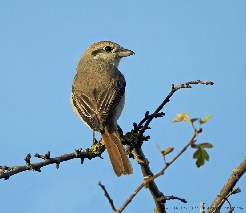 Isabelline Shrike sp