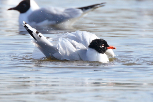 Mediterranean Gull