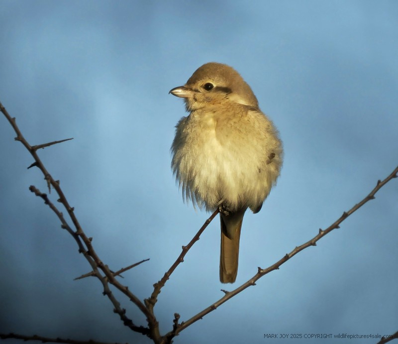 Isabelline Shrike sp