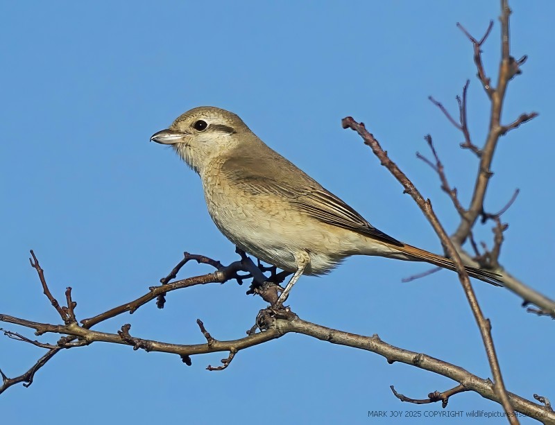 Isabelline Shrike sp