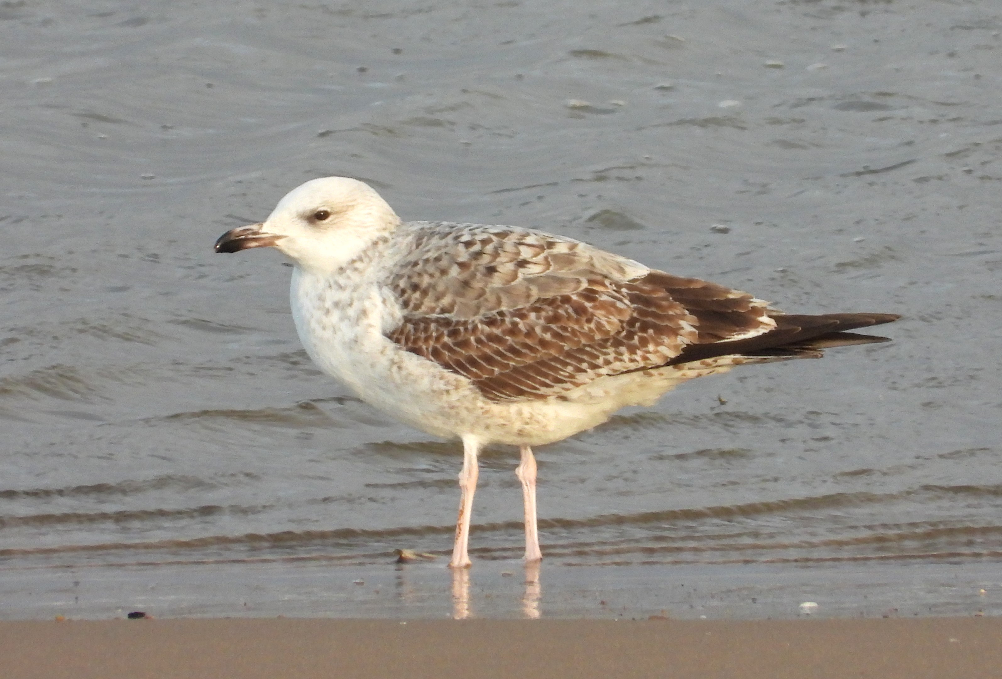 Caspian Gull