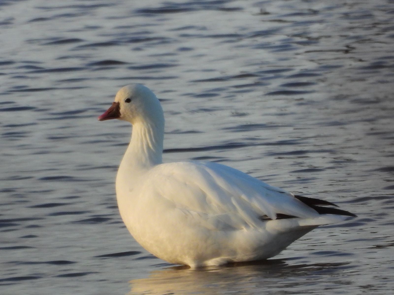 Ross's Goose