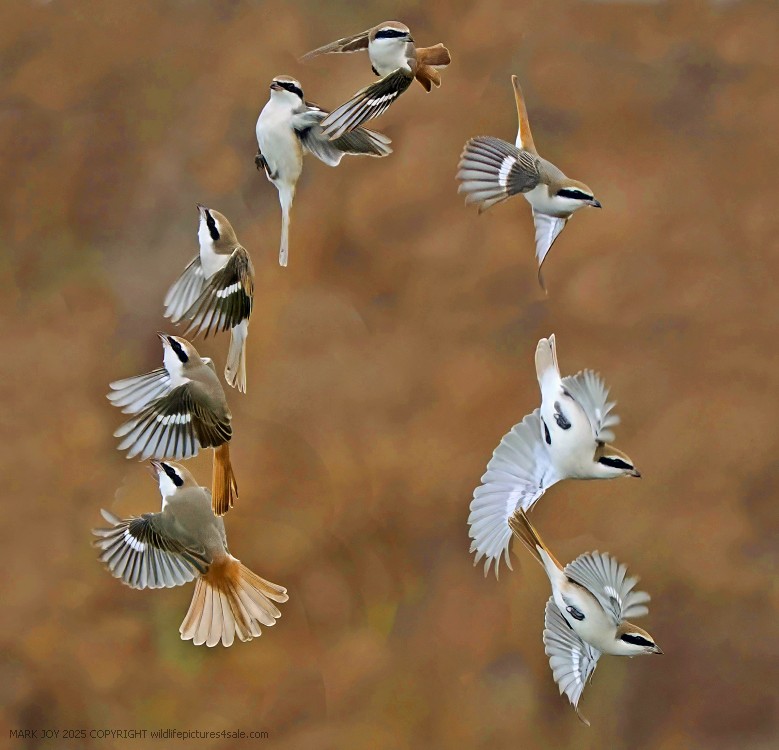 Turkestan Shrike